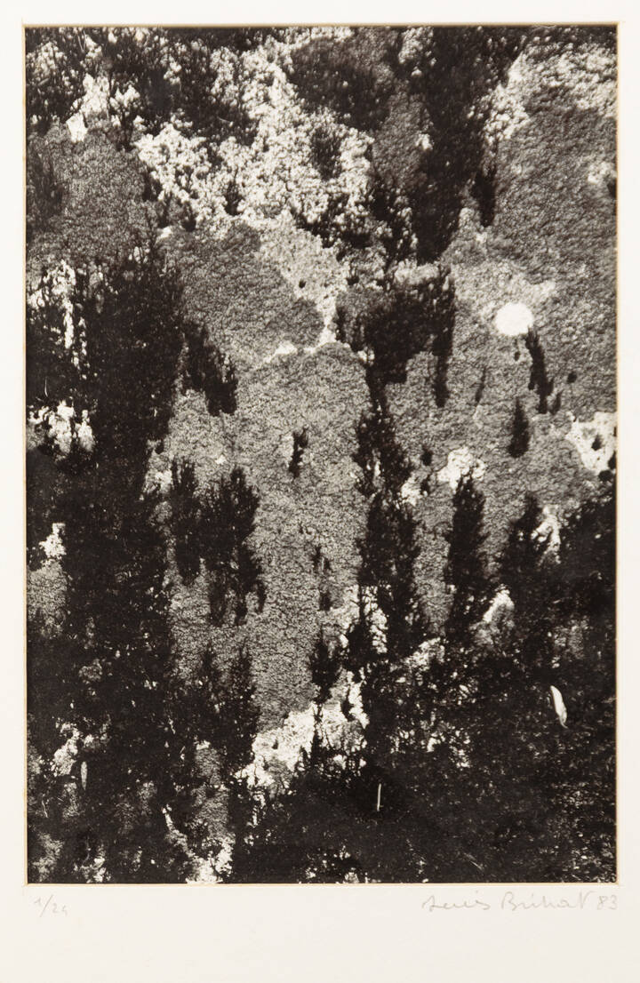 DENIS BRIHAT - 'Licheni su roccia' 