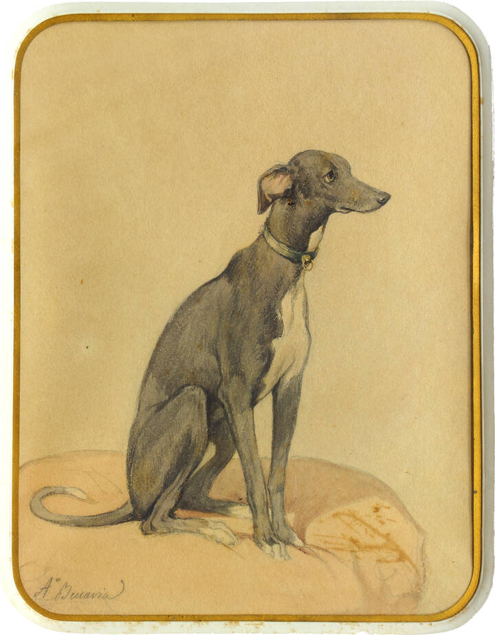 ANGELO BECCARIA - 'Piccolo levriere italiano'