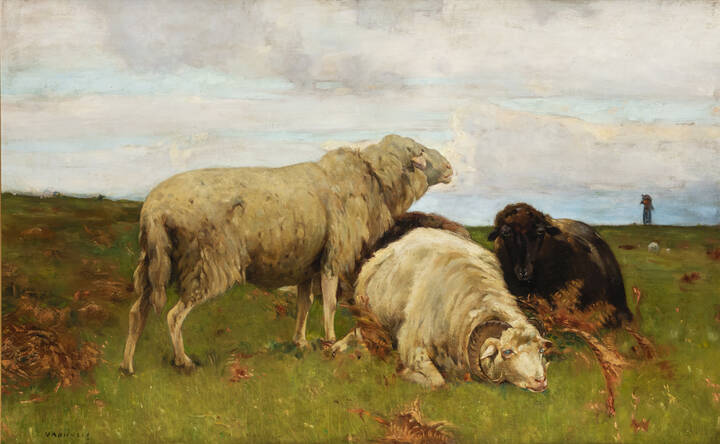 PITTORE NON IDENTIFICATO - 'Pecore'