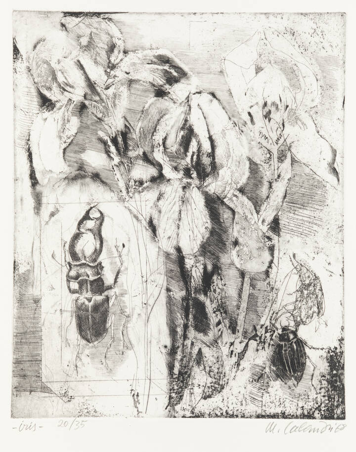 MARIO CALANDRI - 'Iris' 1968
