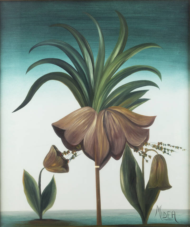 MIDEA - 'Fiori giganti'