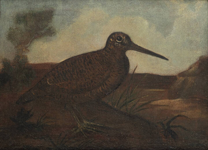 PITTORE ANONIMO - 'Beccaccia'