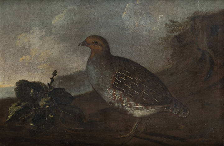 PITTORE ANONIMO - 'Quaglia'