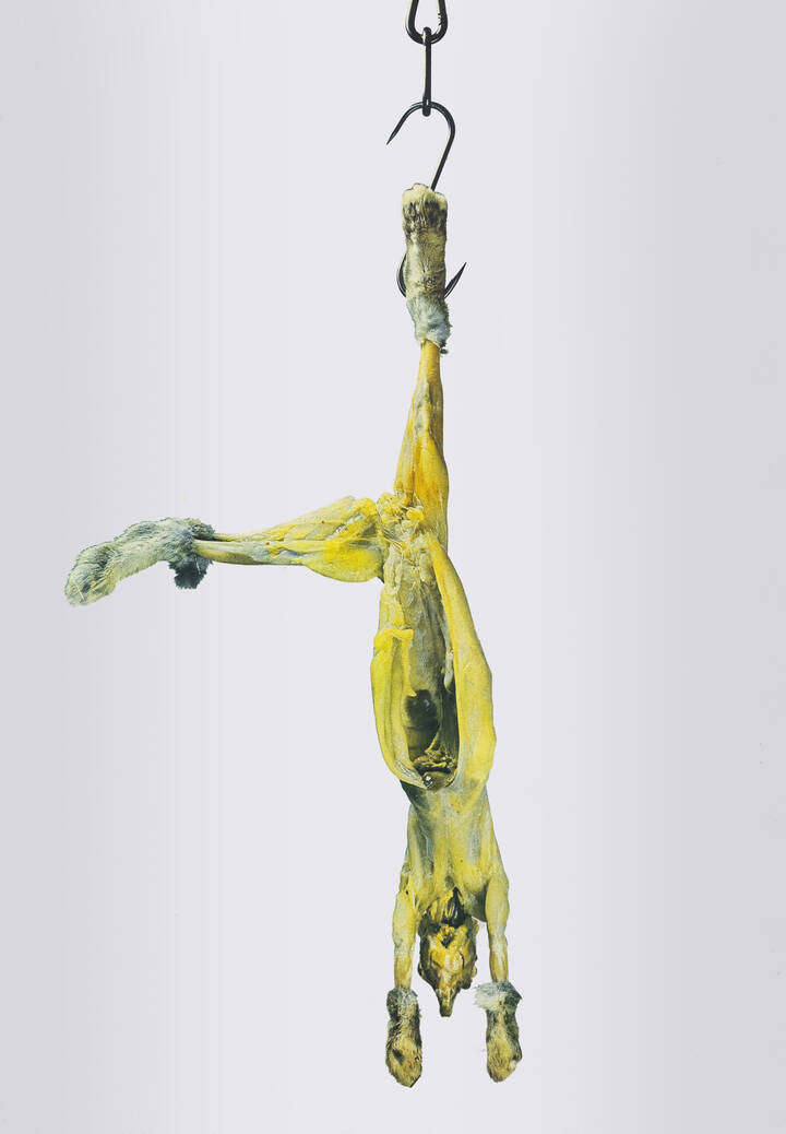 MICHELANGELO PISTOLETTO - 'Coniglio appeso' 1972