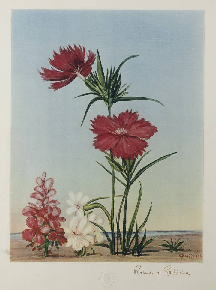 ROMANO GAZZERA - 'Garofani di campo'