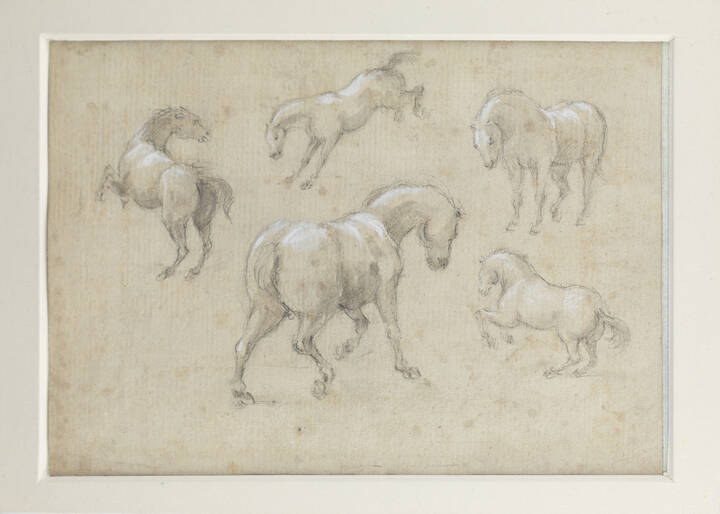 PITTORE ANONIMO - 'Studio per cavalli'