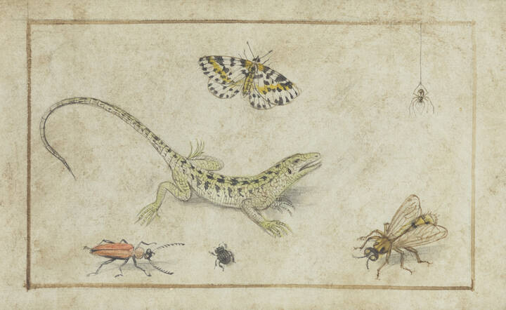 PITTORE ANONIMO - 'Studio di animali' XVIII secolo