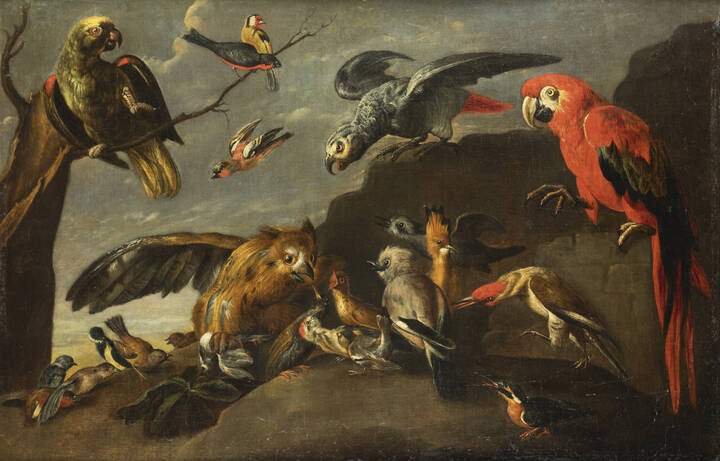 PITTORE ANONIMO DEL XVII SECOLO  - 'Ritratto di volatili'