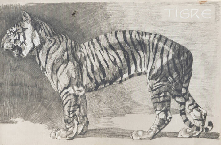 PITTORE ANONIMO - 'Tigre'