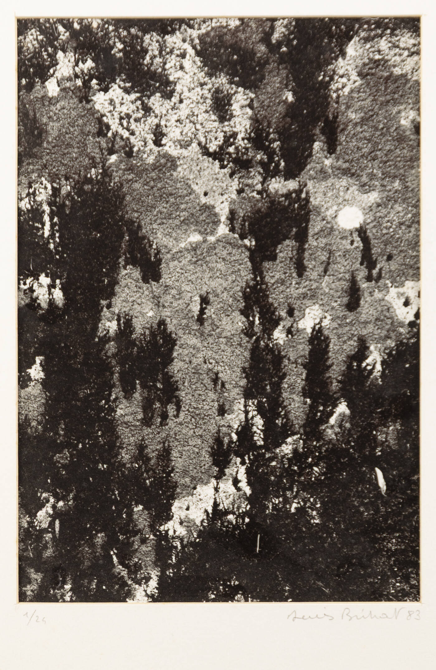DENIS BRIHAT - 'Licheni su roccia' 