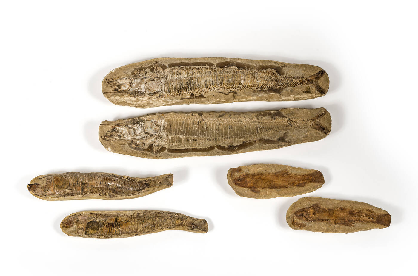 LOTTO DI TRE PESCI FOSSILI - Provenienza: Brasile<br>Lunghezza: cm 24, 37 e 70