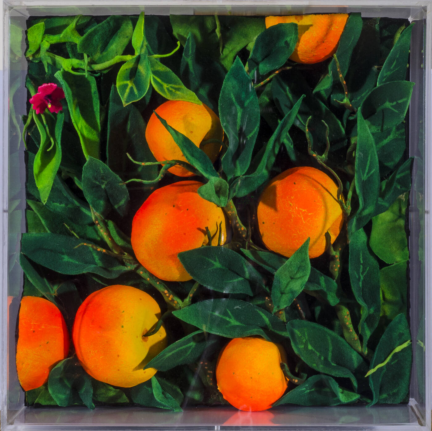 PIERO GILARDI - 'Aranci tardivi'