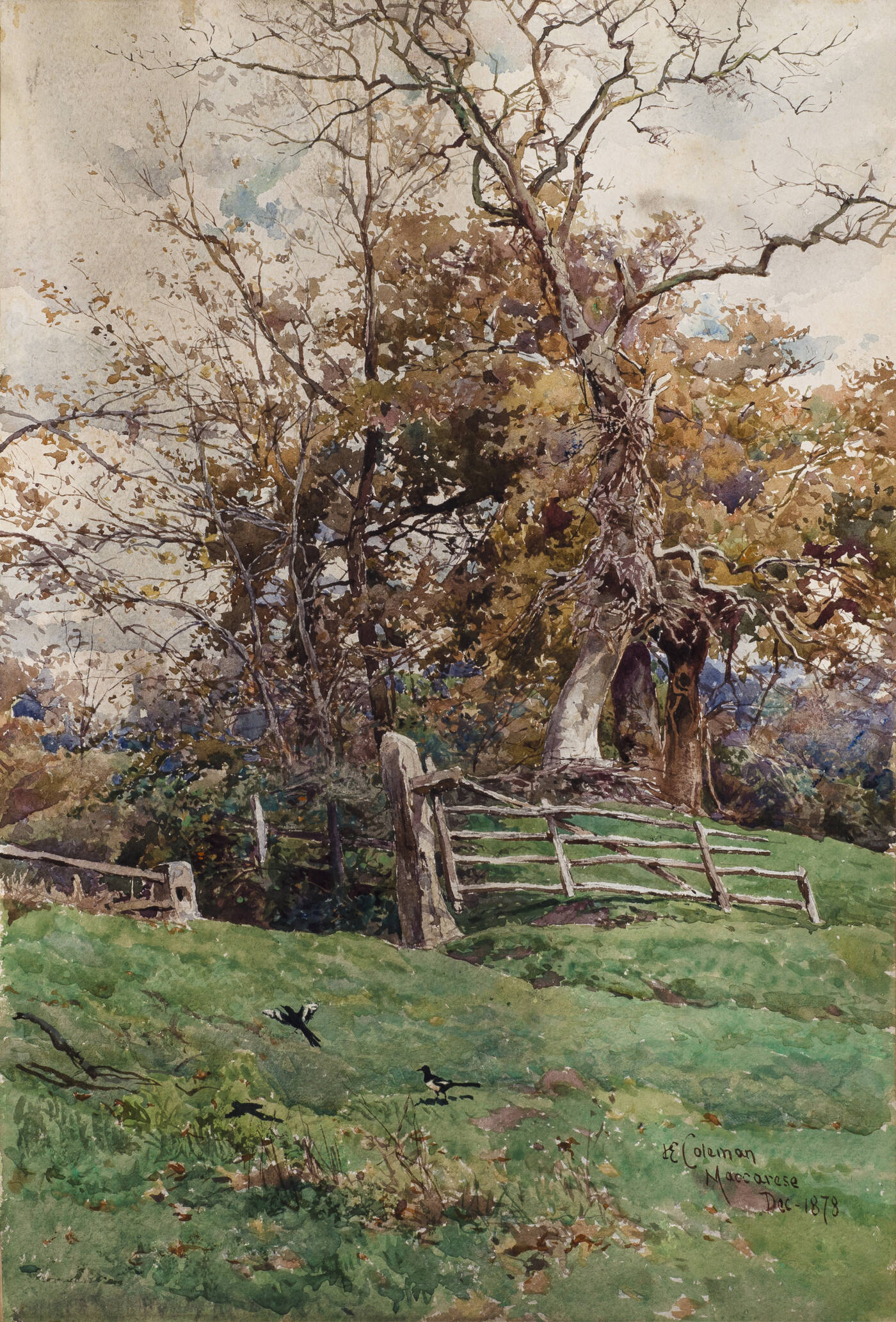 ENRICO COLEMAN - 'Maccarese' Dic-1878