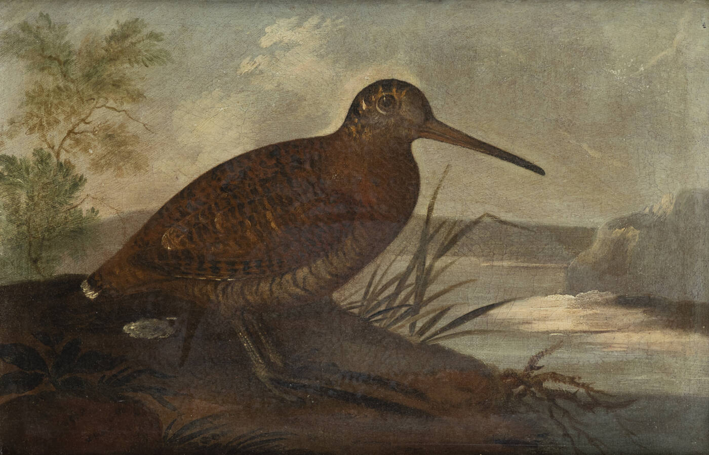 PITTORE ANONIMO - 'Beccaccia'