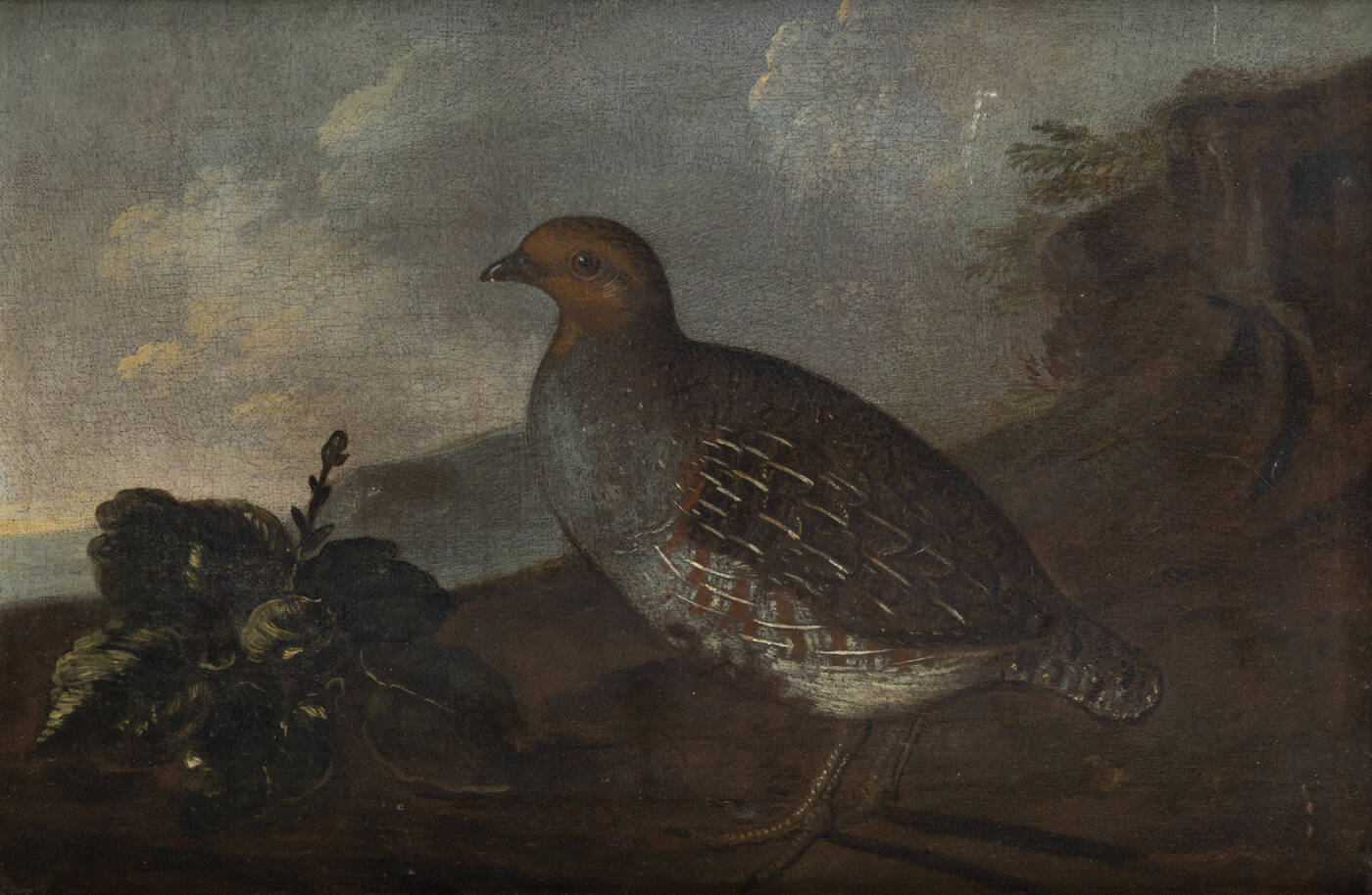 PITTORE ANONIMO - 'Quaglia'