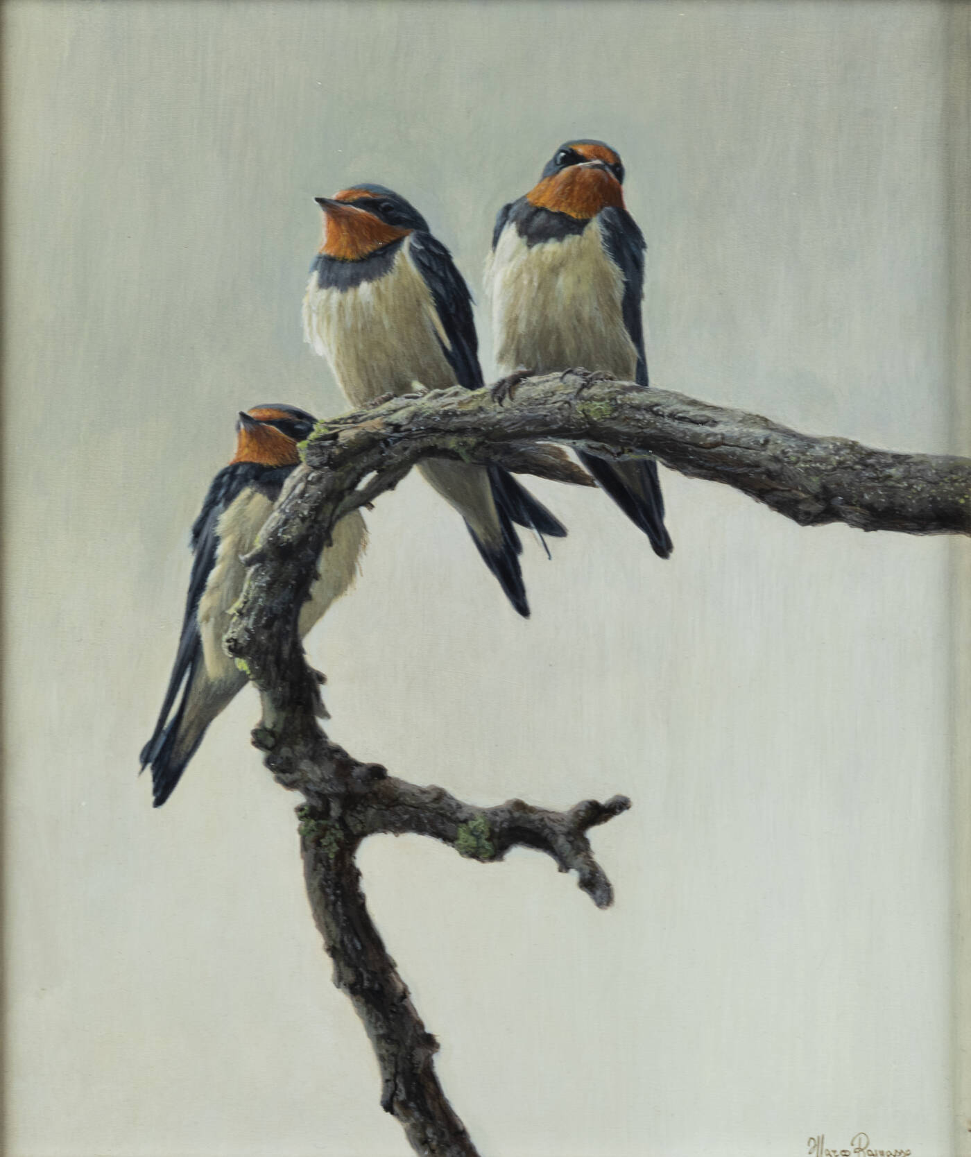 MARCO RAMASSO - 'Giovani rondini' 2008