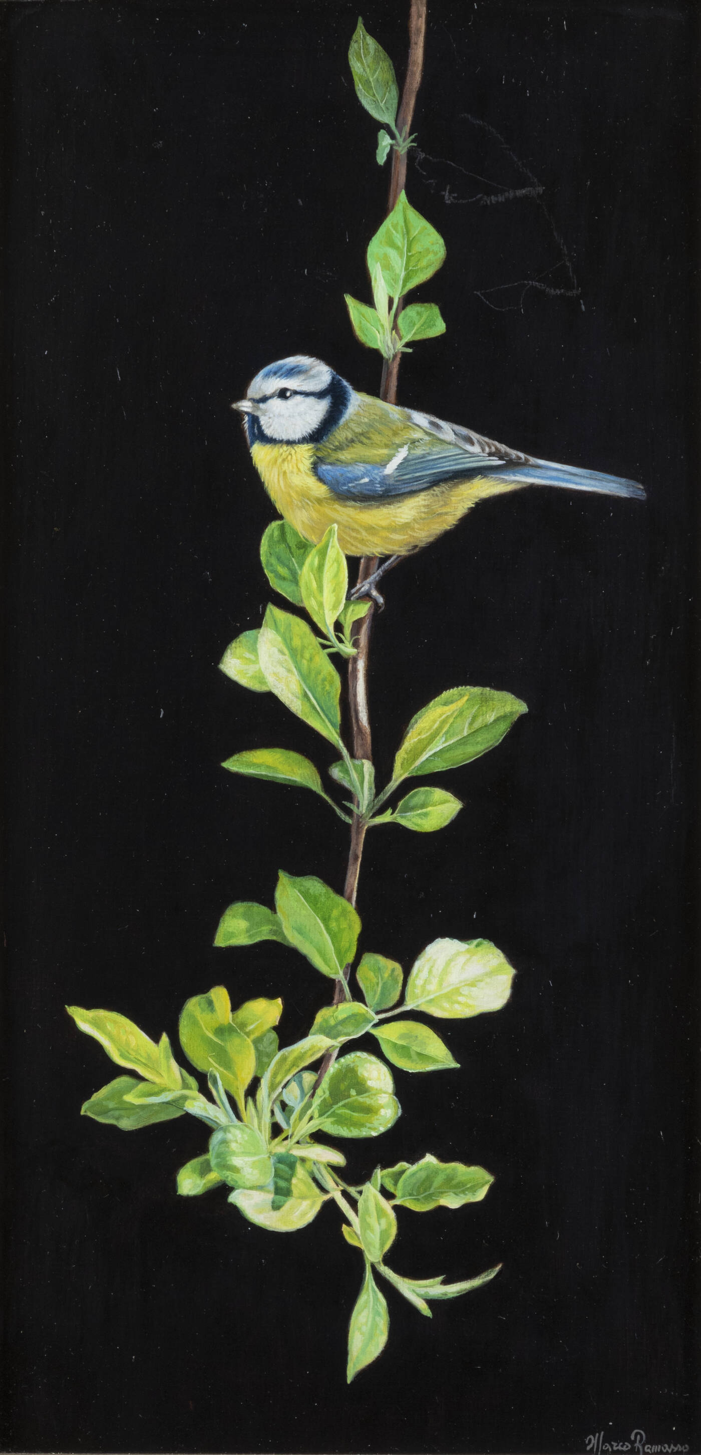 MARCO RAMASSO - 'Uccellino sul ramo'