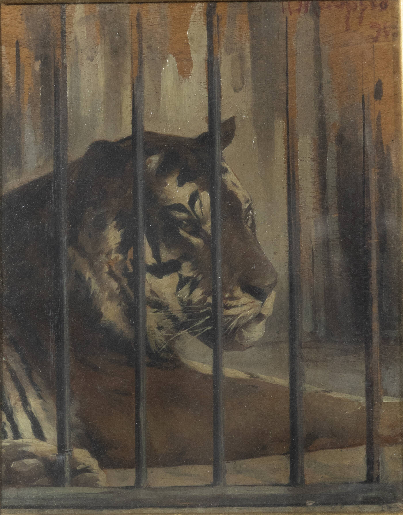 ANDREA MARCHISIO - 'La tigre Nouma-Hava dal vero' 1903