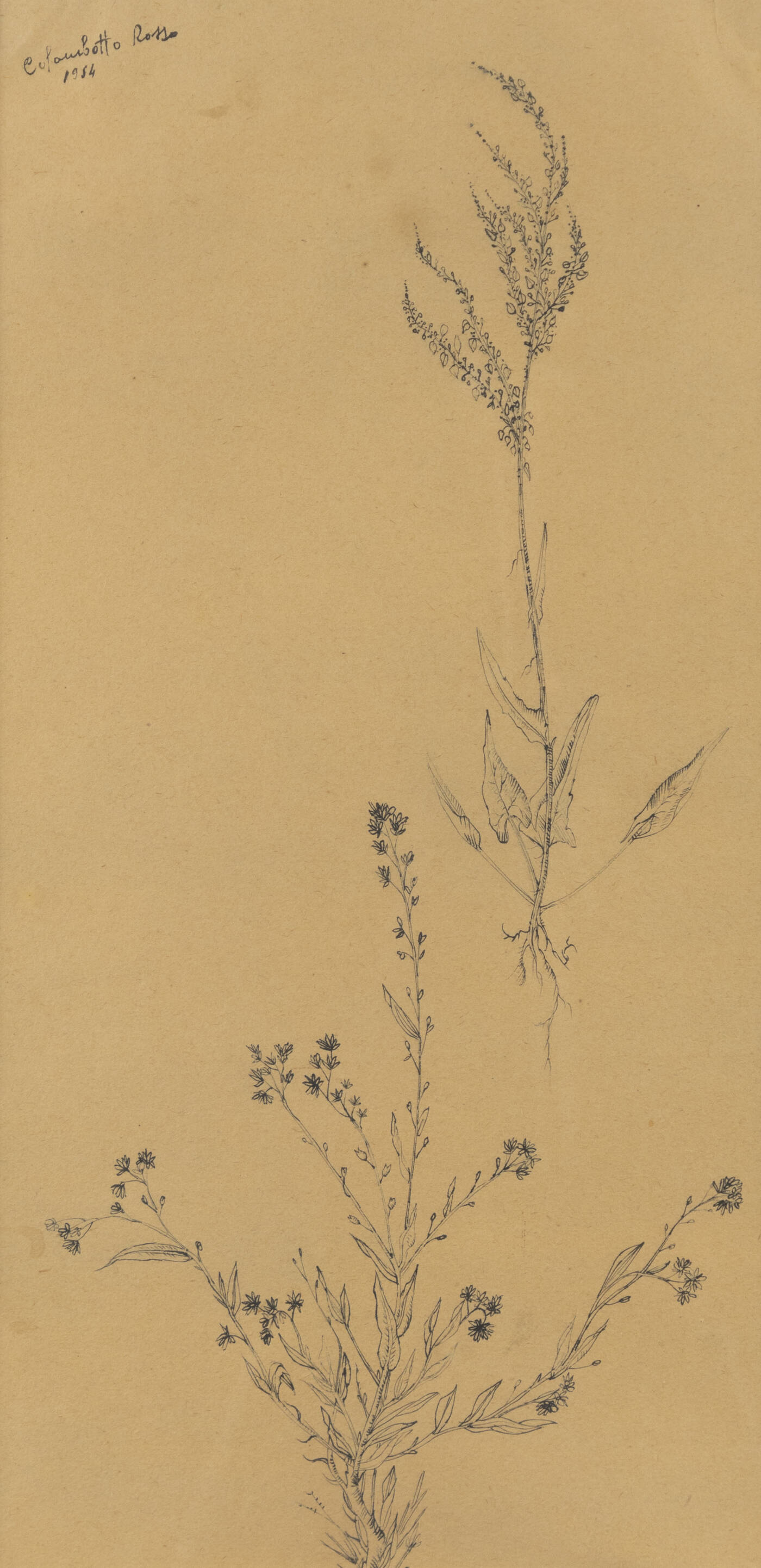 ENRICO COLOMBOTTO ROSSO - 'Rami' 1954