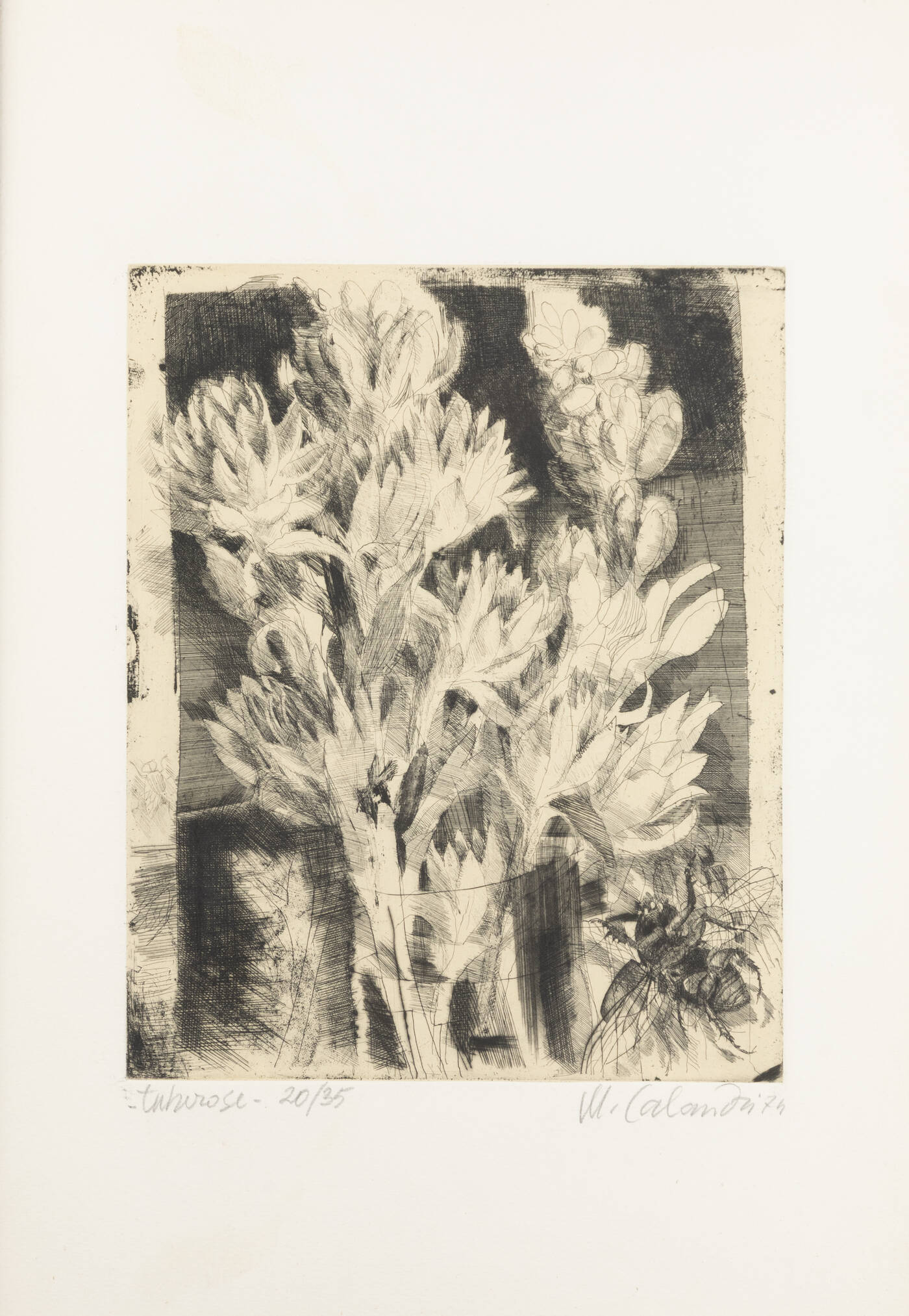 MARIO CALANDRI - 'Tuberose', 1974