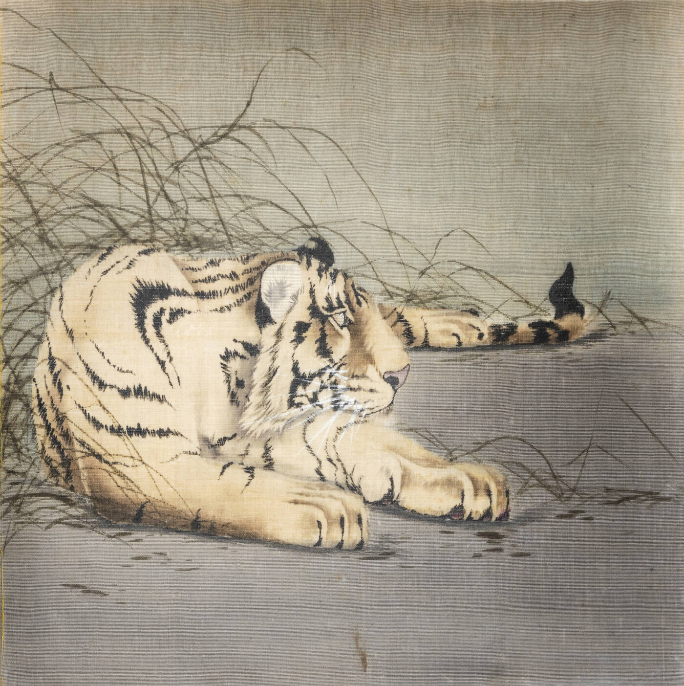 PITTORE ANONIMO - 'Tigre'