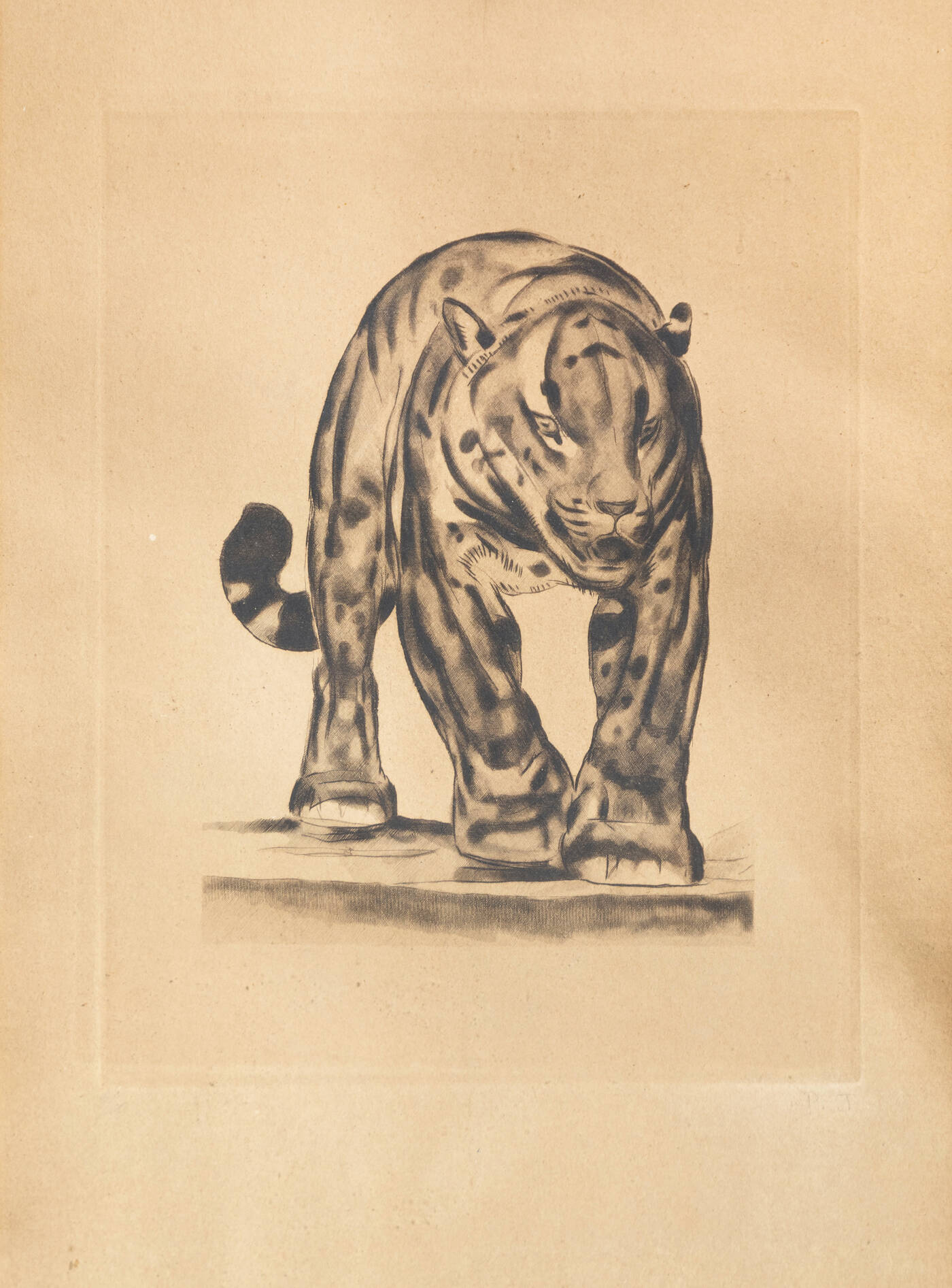 ETIENNETTE JOHAN - 'Tigre'