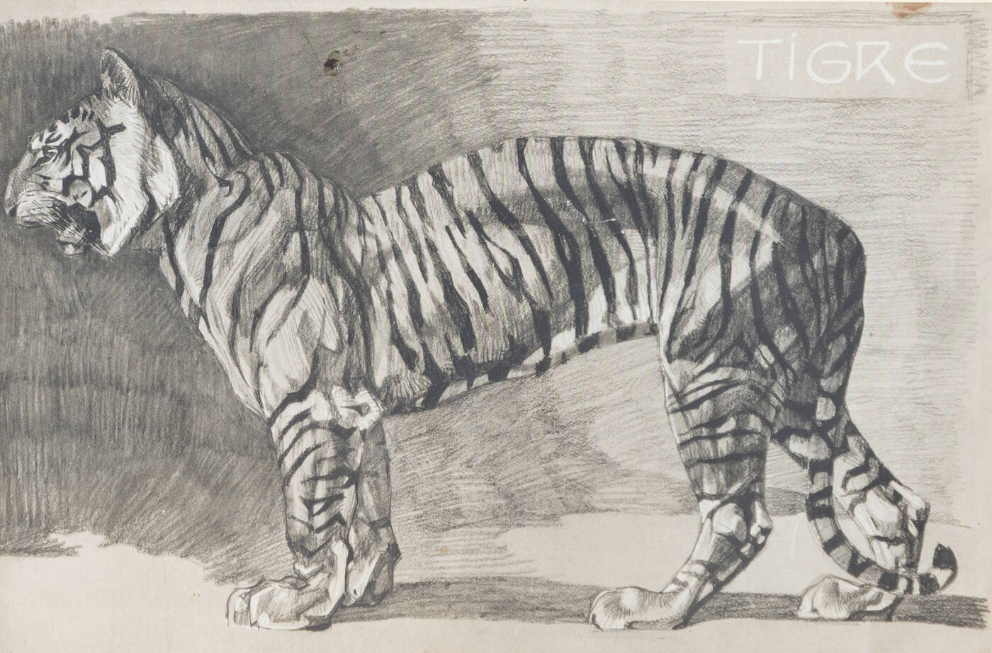 PITTORE ANONIMO - 'Tigre'