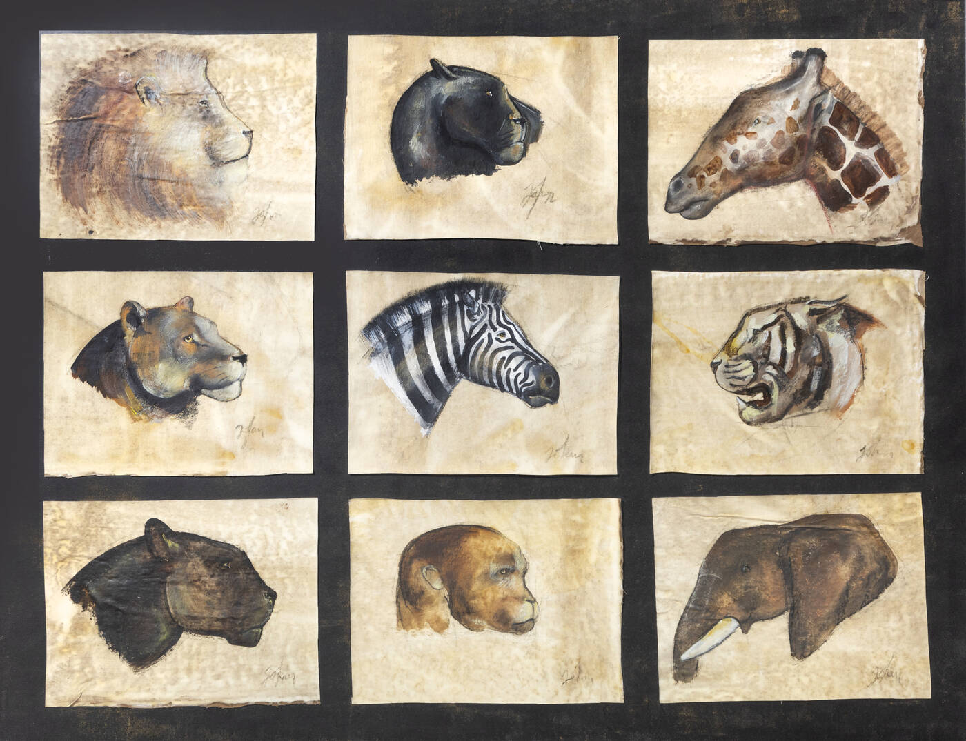 ETIENNETTE JOHAN - 'Studi di animali'