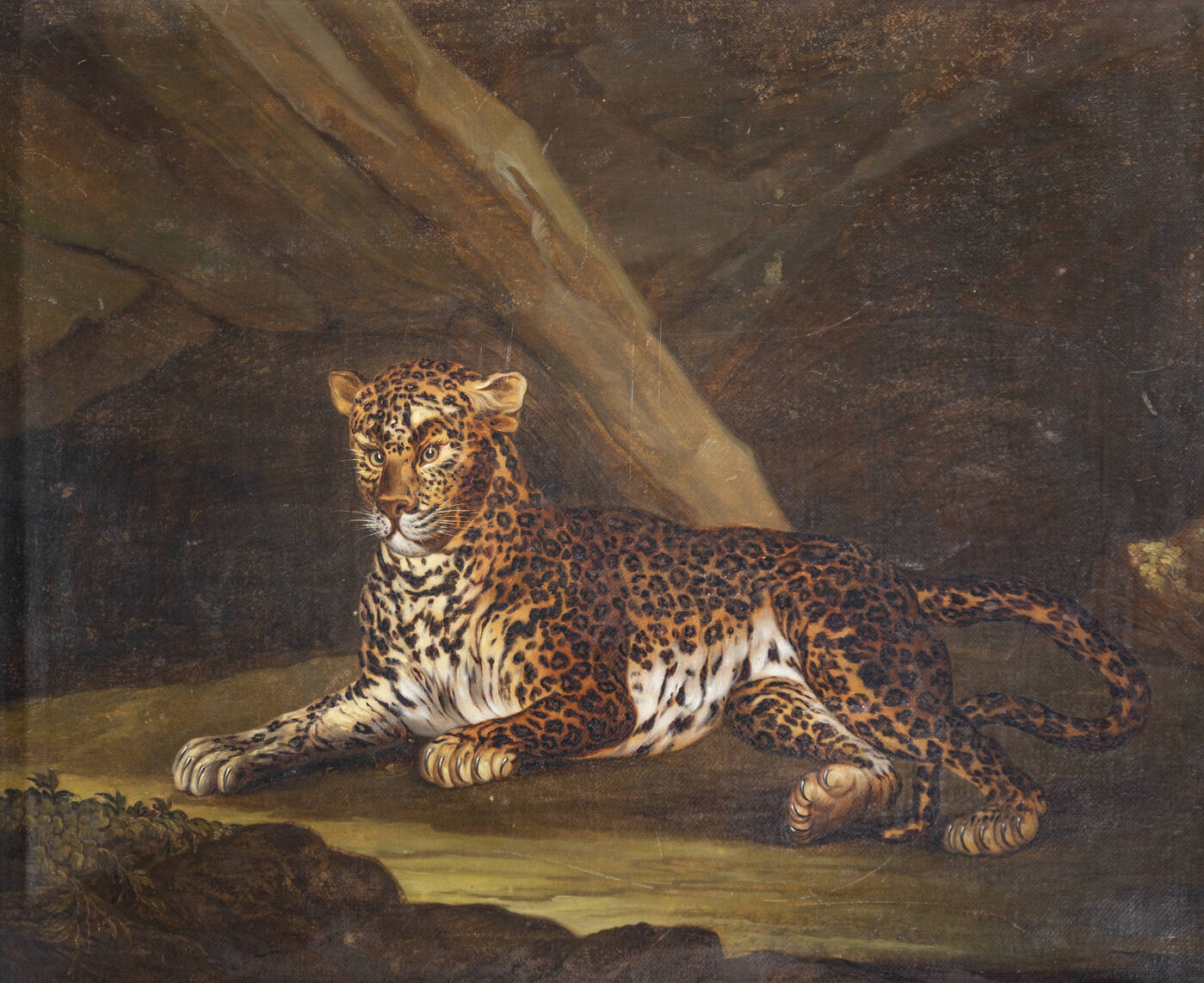 PITTORE ANONIMO - 'Leopardo'